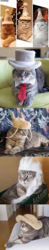 一位手作达人给家里的猫猫做毛毡帽子，也太可爱了吧！