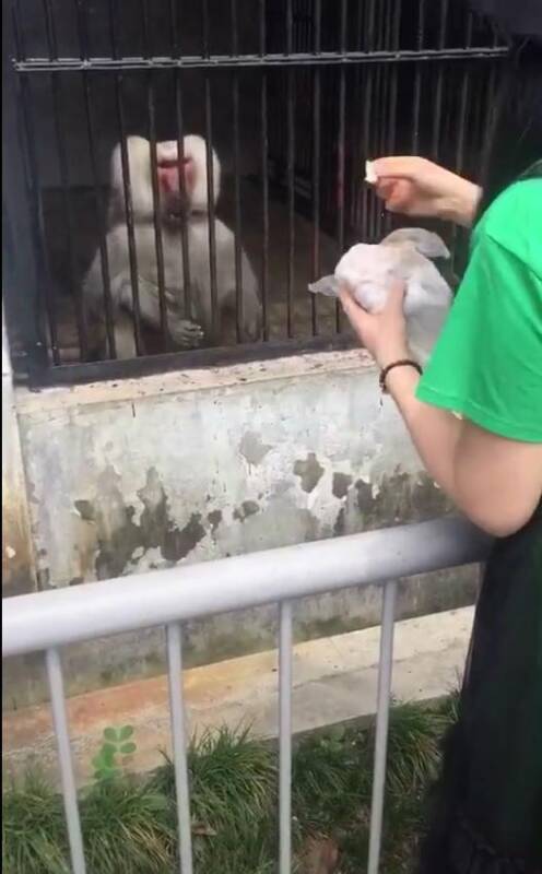 网友在动物园喂了狒狒一团面包，转身离开时，它的表情让人笑喷！