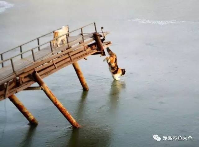 每日一鱼 | 鱼：我是不是见了鬼了？