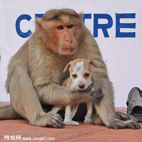 印度猴子街边收养流浪狗 一举一动感人泪下【图】