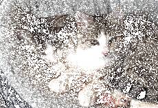 两只猫依偎在一起撒猫粮，另一只猫看到后……