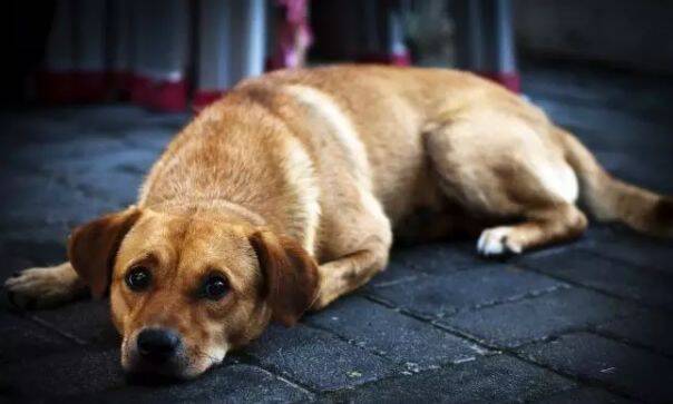 土狗上不了台面？不好意思，我只知道养过的都赞不绝口...