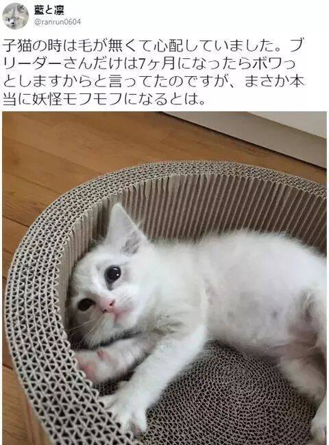 猫咪刚来家时毛很稀疏，主人生怕它以后会秃，想不到几个月后…