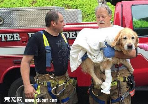 导盲犬拉布拉多车祸瞬间舍身救主