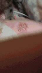 来感受一下什么才是真正的叠猫猫~