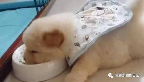 小奶狗吃过饭后，一头栽进饭盆直接睡了，这睡姿太萌了！