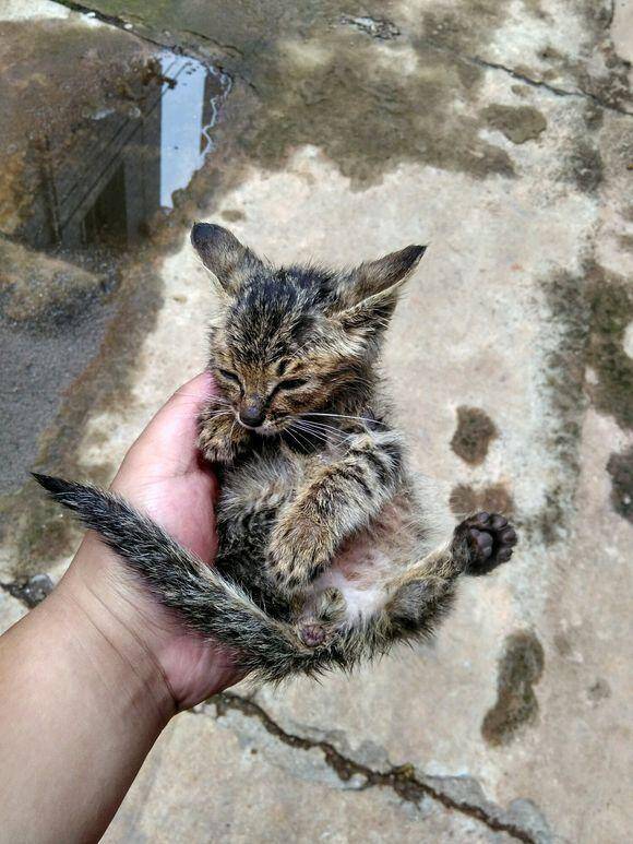 父母极力阻止我养猫，养了猫以后彻底沦为猫奴，你爸妈是这样吗？