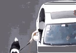 狗狗拉肚子弄脏了毛，主人竟边开车边遛狗带它去洗澡……