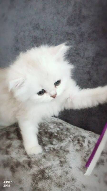 路过农村附近的狗市，想买一只猫咪，看到猫妈在旁边盯着，好心酸