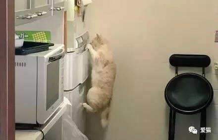 主人发现冰箱里的食物莫名减少，直到有天他看到...