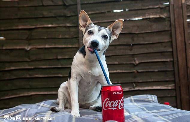 英国一只狗狗因喝可乐掉12颗牙仍偏爱甜食