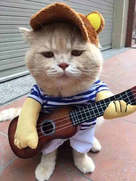 当橘猫穿上吉他衣服，你猜会怎样？