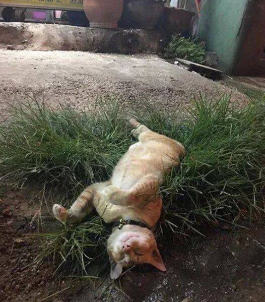 网友领养了这只猫咪后，经常被问：这猫是死了吗？