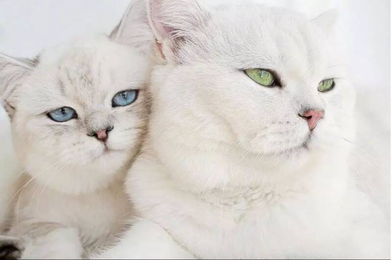 两只圆滚滚的胖猫咪，这一蓝一绿的大眼睛也太好看了吧！