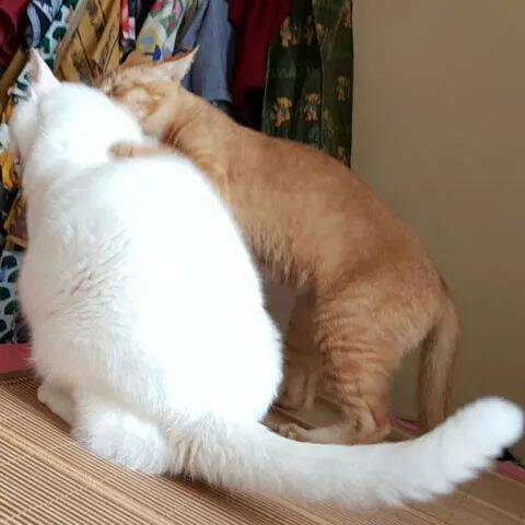 这橘猫想向白猫求爱，白猫想拒绝，于是橘猫使出了...
