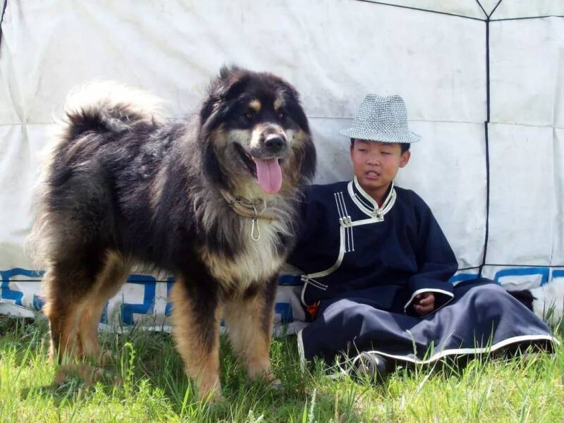 中国的“39种土狗”，每一种都超帅....