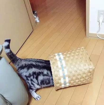喵咪偷偷看着另一只猫，等她走后，里面上前....