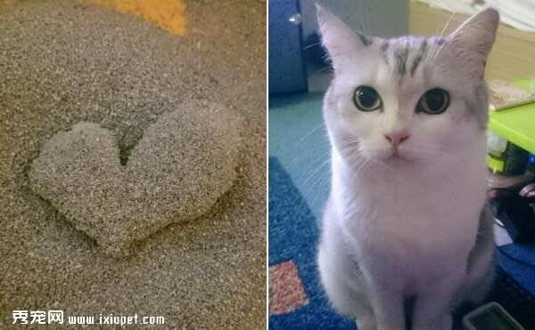 流浪猫遇上好主子一年后用猫砂还给主人一颗‘爱心’