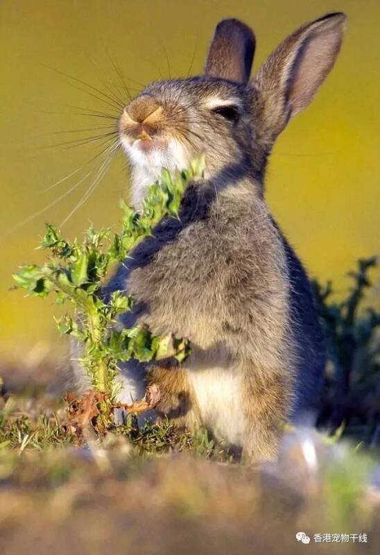 心疼！抓拍兔兔误食带刺的草后瞬间表情的变化！