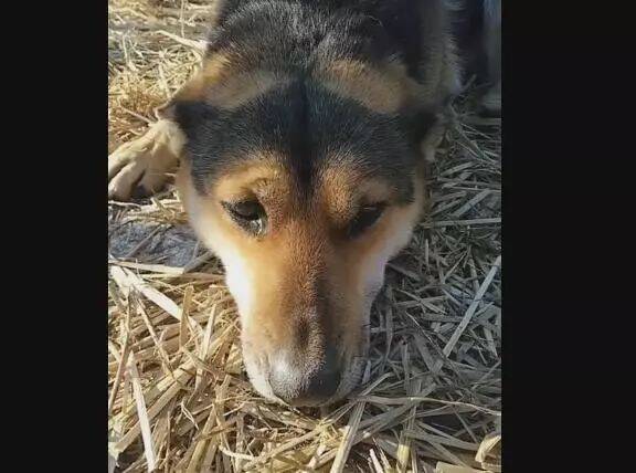 老土狗被栓养十年之久，解开铁链当天，委屈得直掉眼泪