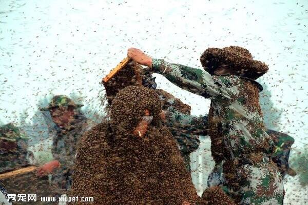 养蜂人让110万只蜜蜂蛰满全身破吉尼斯世界记录