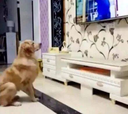 金毛是个电视迷，当电视里拿出一个馒头时，狗子的反应笑喷了！