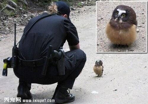 警察与迷糊小猫头鹰白天在路中间的交流