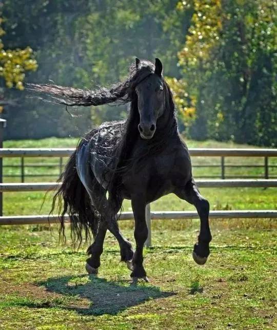 这是一匹被誉为世界上最英俊的马！帅的没谁了！