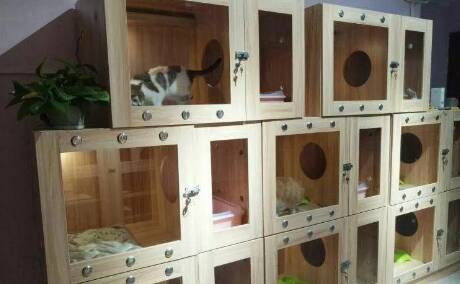 花1100买只宠物猫一直拉稀,结果噩梦开始了……