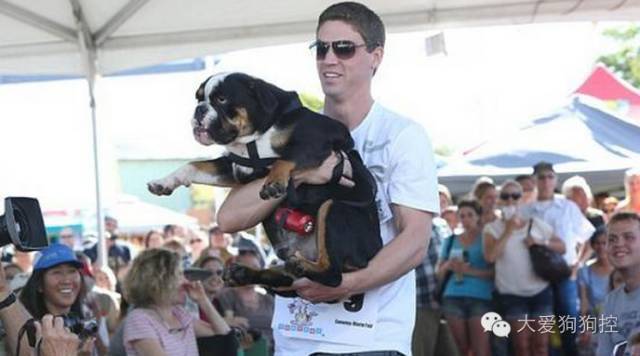世界最丑狗狗大赛，17岁的中国冠毛犬与吉娃娃的混血狗夺冠