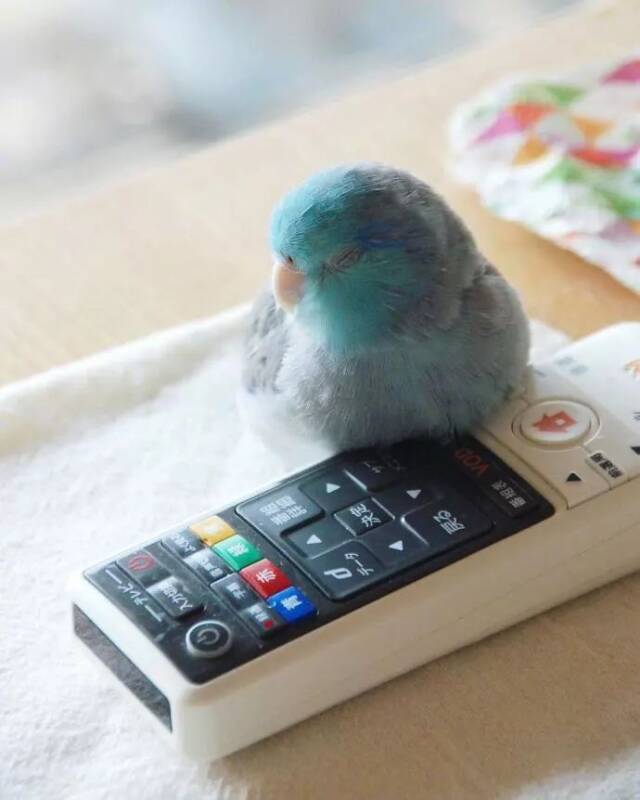 一只喜欢靠着遥控器睡觉的小鹦鹉，这个爱好很别致啊！