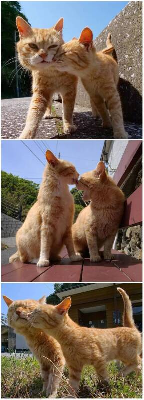 猫咪把眼睛闭起来，就是要亲一亲蹭一蹭的嘛~ ​​​​