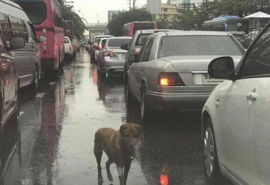 狗狗冒雨雪在车流中不断穿梭，车主好奇靠近一看泪流满面