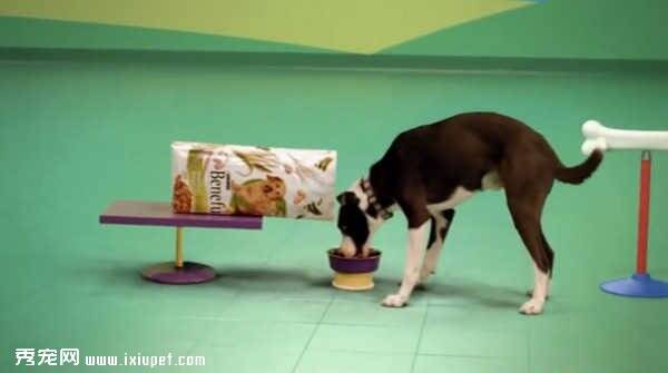 狗狗食品不合格会导致消化不良甚至拉肚子