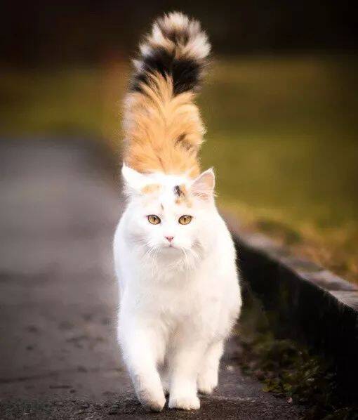 拥有美丽大尾巴的猫真的太帅气了！