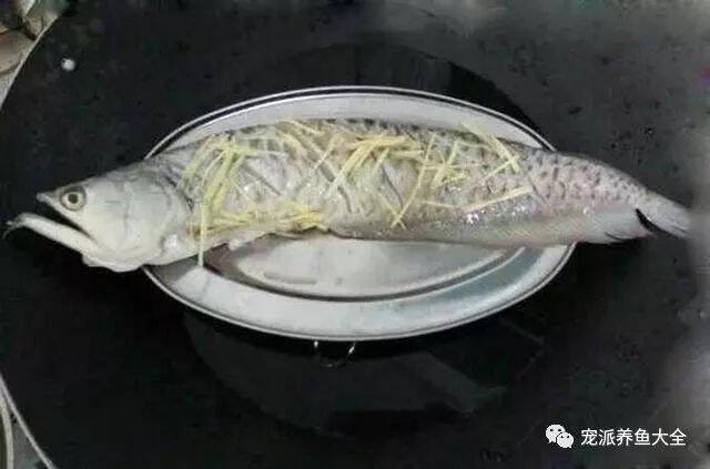 有人钓到价值千元的银龙鱼，却把它清蒸吃掉了……囧~