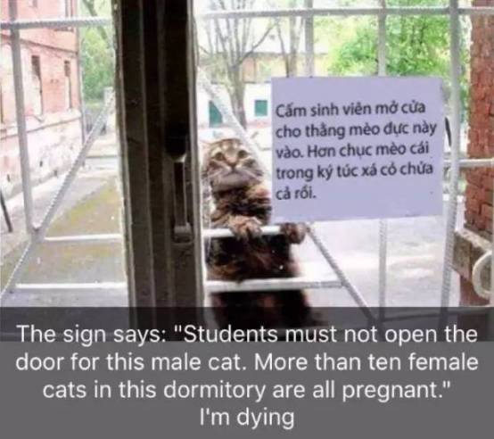 宿舍门口贴了张告示，不让猫进门，原因竟是...