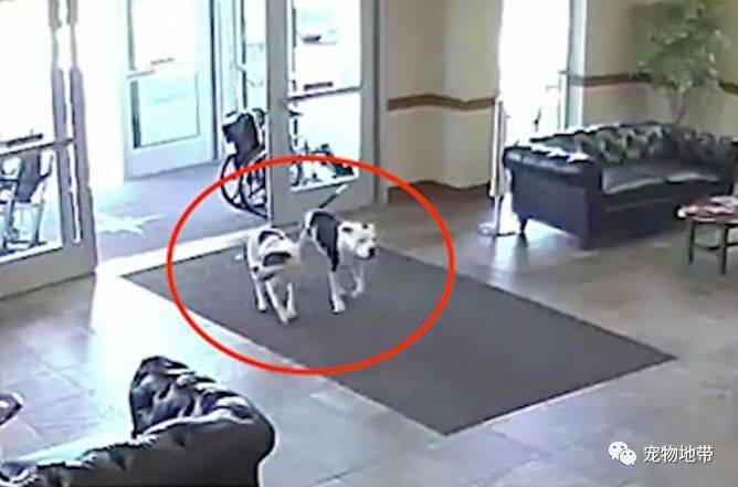 两只顽皮狗狗跑到医院遛弯  之后深藏功与名的上了回家的专车