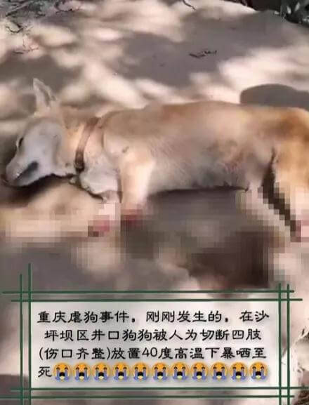 狗狗惨死，悬赏10000元，寻8月12日重庆虐狗人线索！