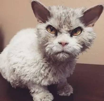 全球最凶的15只猫，隔着屏幕都能感觉到杀气...