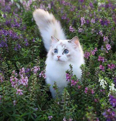 网友领着自家猫咪去花丛中拍照，真是每一张都美哭了！