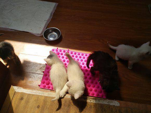 从猫妈妈那里抢出来五只小奶猫，喂养一周时间，邻居们都争着领养