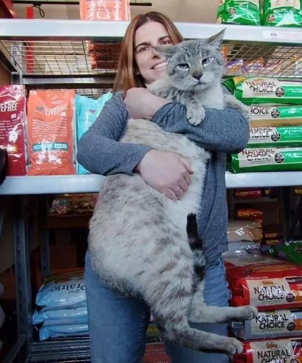 巨型流浪猫被收养后当了店老板，大伙打着买东西的名义来撸猫