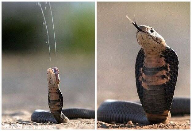 南非摄影师捕捉毒蛇喷射毒液瞬间 场面惊险万分