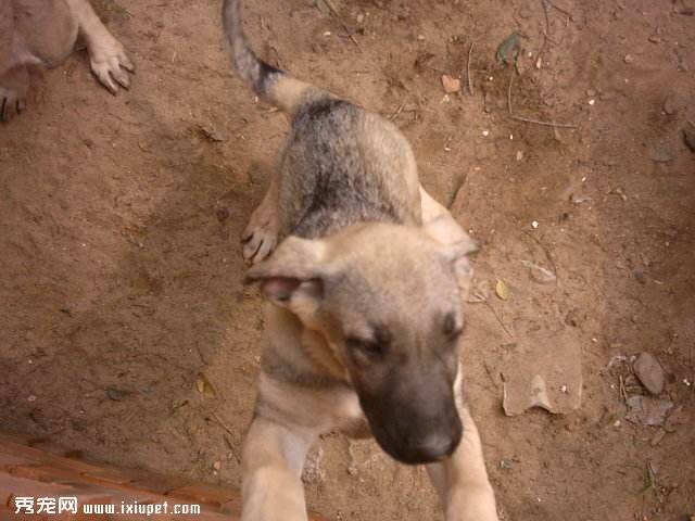 犬饮食习惯的变迁