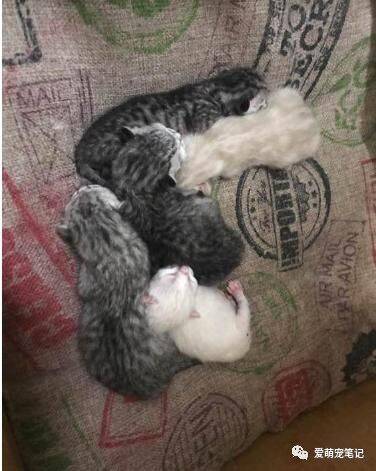 暹罗猫被美短猫欺负生下了五只小奶猫，网友纷纷留言说也想要一只
