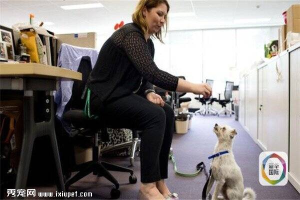 为了缓解工作压力有妙招，可以带着宠物去上班哟！