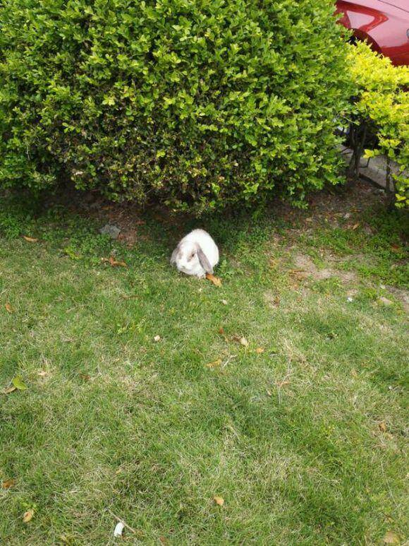 小区的兔子无人问津，被我带回家后，噩梦就开始了