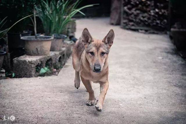 邻居土狗把自家的名犬肚子搞大，主人想让邻居赔钱对方不肯