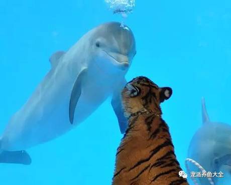 老虎每天都去水族馆探望老朋友小海豚 网友直呼太有爱